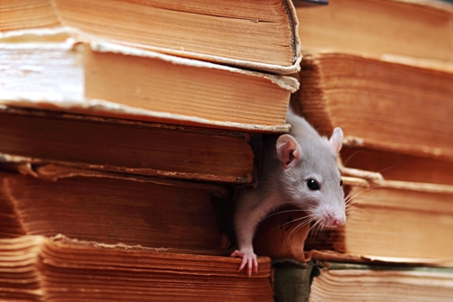 Humane Hints to Manage Mice