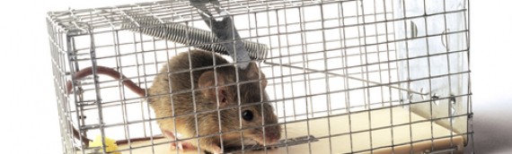 Humane Hints to Manage Mice