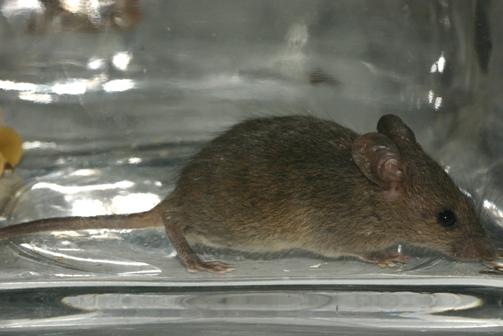 Facts About the Mouse and Its Unusual Antics