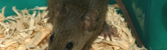 Facts About the Mouse and Its Unusual Antics