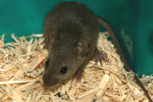 Facts About the Mouse and Its Unusual Antics