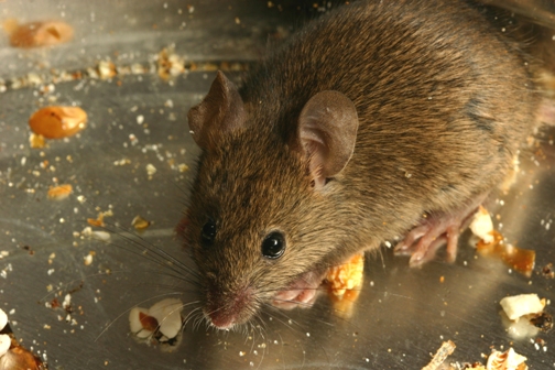 Facts About the Mouse and Its Unusual Antics