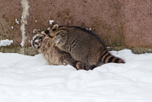 Winter Is Raccoon Season For Many Homeowners