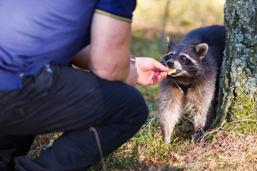 Raccoons Mating Soon: How to Remove Them