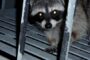 Winter Is Raccoon Season For Many Homeowners