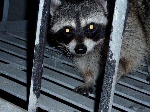 Winter Is Raccoon Season For Many Homeowners