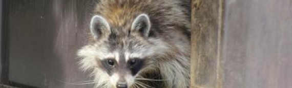 Winter Is Raccoon Season For Many Homeowners