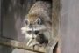 Winter Is Raccoon Season For Many Homeowners