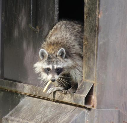 Winter Is Raccoon Season For Many Homeowners