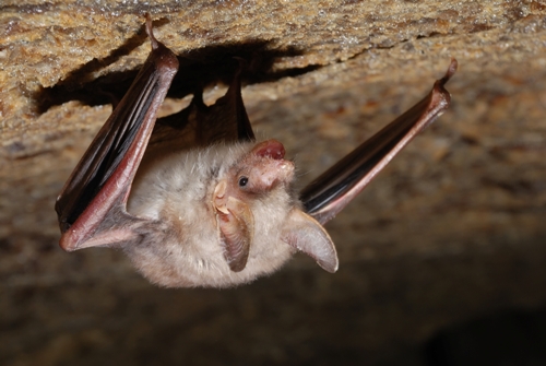 Does Your Home or Property Attract Bats?