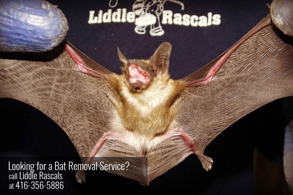 Two Human Diseases Carried by Bats