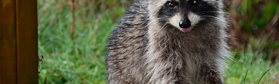 Infectious Diseases Carried By Raccoons