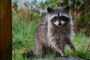 Infectious Diseases Carried By Raccoons