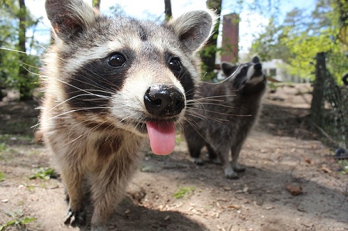 Infectious Diseases Carried By Raccoons