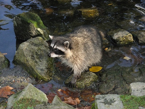 Infectious Diseases Carried By Raccoons