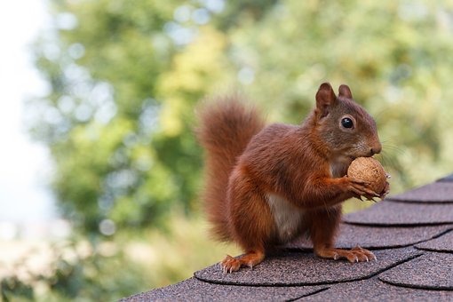 Six Signs of Wildlife in Your Home