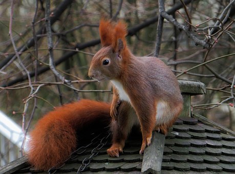 Six Signs of Wildlife in Your Home