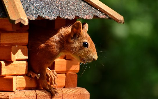 Why Choose Humane Wildlife Removal Services