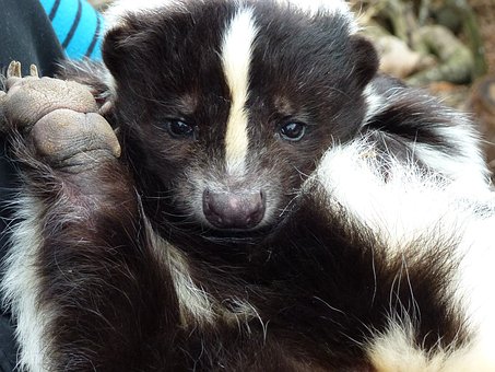 Why DIY Wildlife Removal is a Bad Idea