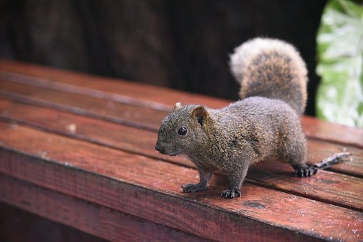 Why DIY Wildlife Removal is a Bad Idea
