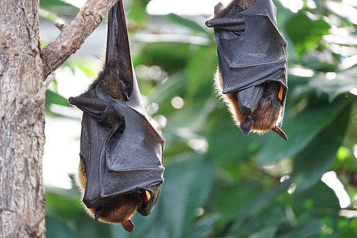 How Bats Are Helpful