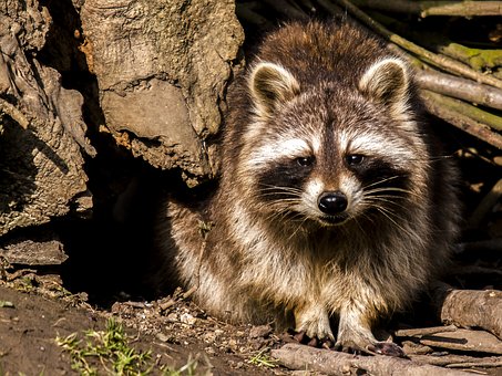 Why Toronto Became the Raccoon Capital of the World