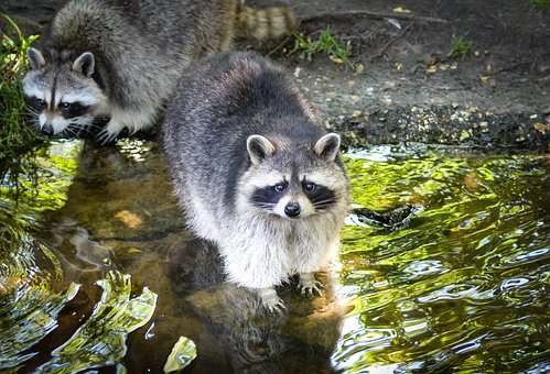 Why Toronto Became the Raccoon Capital of the World