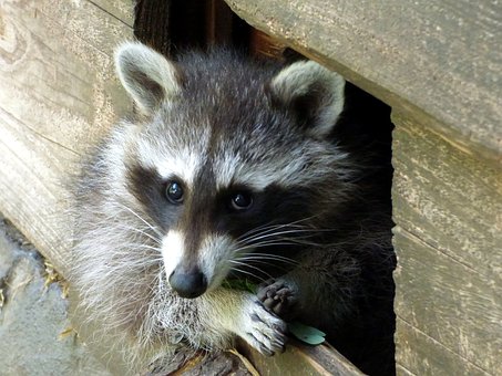 Why Toronto Became the Raccoon Capital of the World