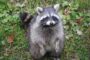 Raccoon removal, control and prevention in Toronto