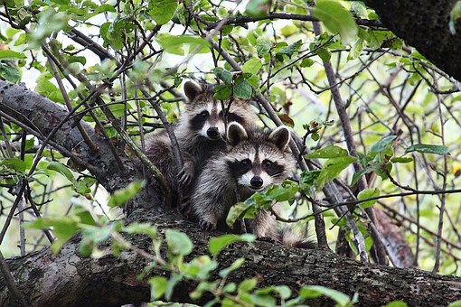 Why Toronto Became the Raccoon Capital of the World