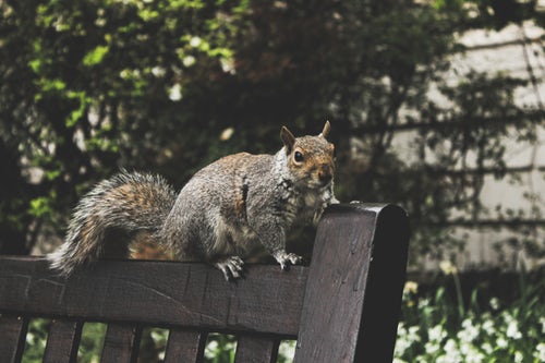  Humane Tips to Keep Animals out of Your Attic