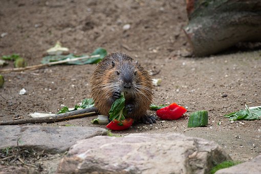  Why You Should Never Feed Certain Wildlife