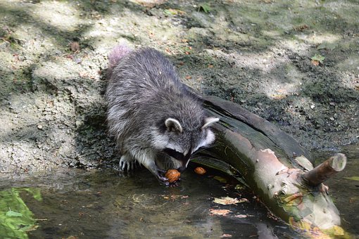  Why You Should Never Feed Certain Wildlife