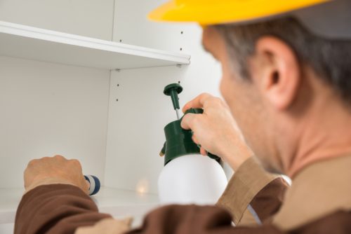 Qualities to Look for in a Pest Control Provider