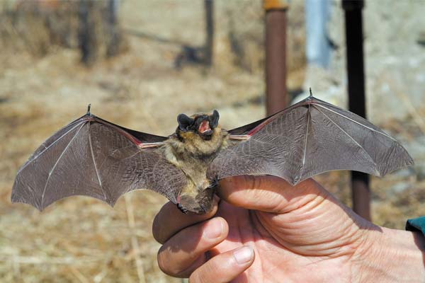 Bats-are-endangered-species