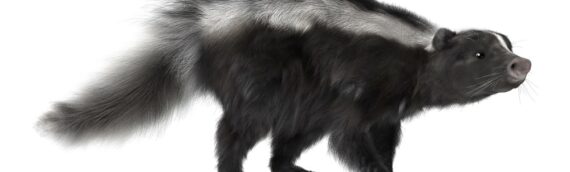 5 Facts about Skunks that you should know