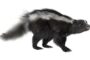 skunk removal unionville