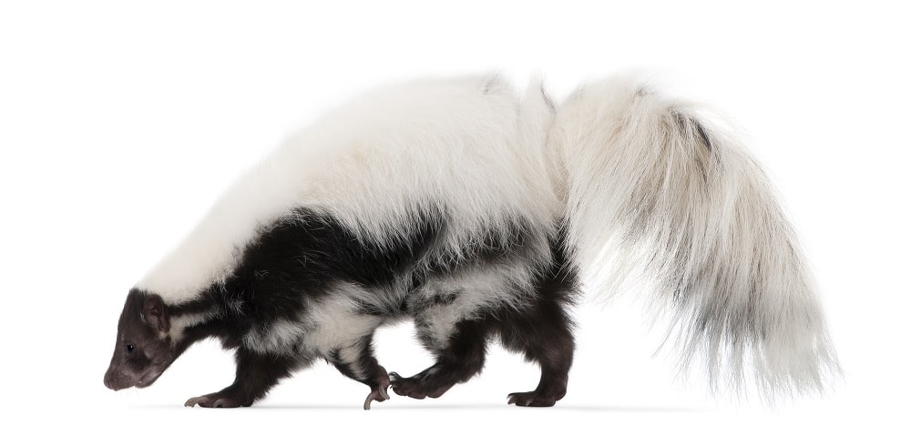 Facts about Skunks