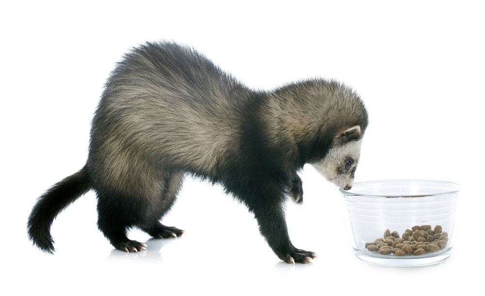 Facts about Skunks