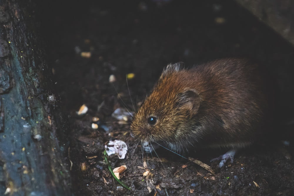 Toronto's Rat Problem