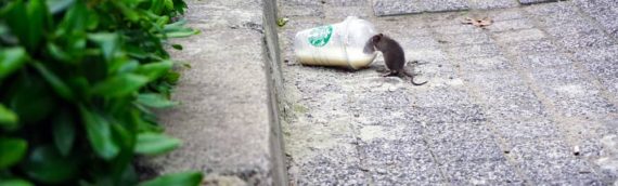 Toronto’s Rat Problem: What’s Being Done …and What You Can Do to Help