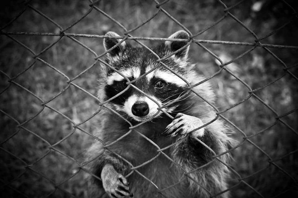 Why You Shouldn't Treat Raccoons and Squirrels Like Pets