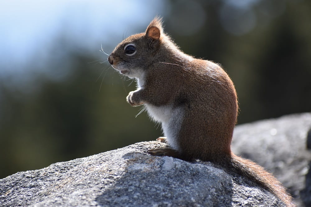 Why You Shouldn't Treat Raccoons and Squirrels Like Pets