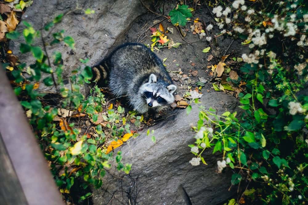 Why You Shouldn't Treat Raccoons and Squirrels Like Pets