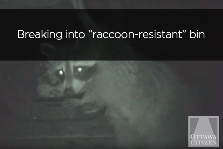 Breaking into raccoon resistant bin
