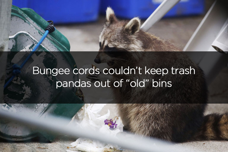 Bungee cords couldnt keep trash pandas out of old bins