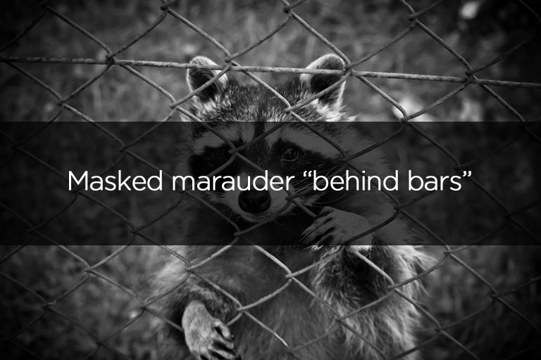 Masked marauder behind bars