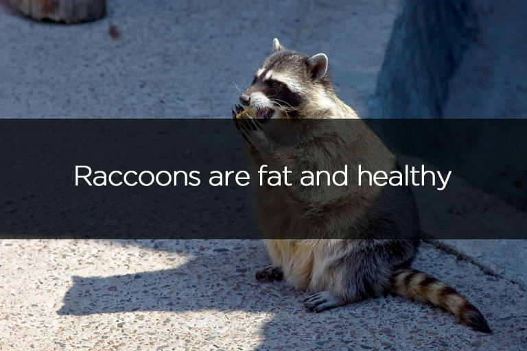 Raccoons are fat and healthy