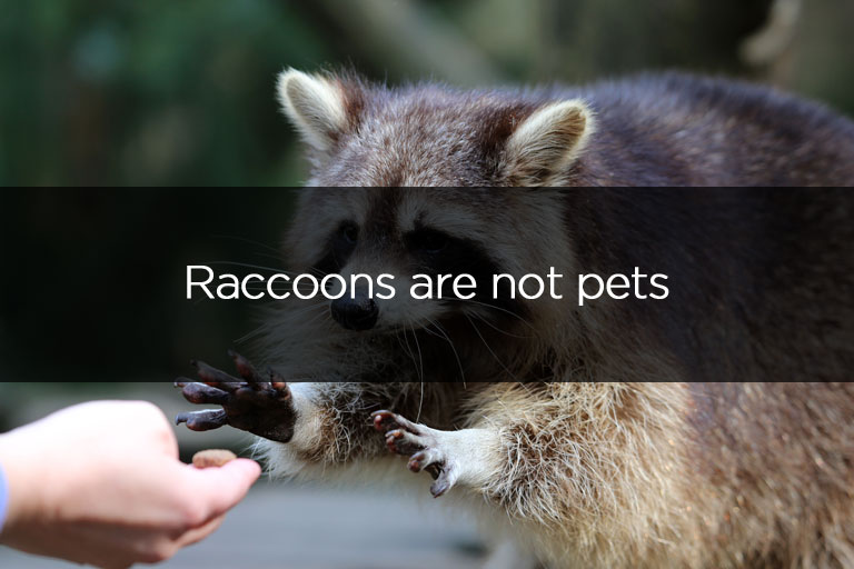 Liddle Rascals Raccoons are not pets