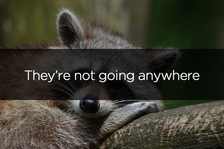 Raccoons are not going anywhere